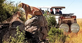 Day trip safari