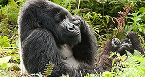 Male Silverback sunbathing, Rwanda