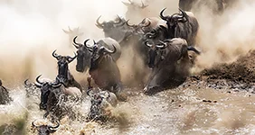 Wildebeest crossing the Mara River during the annual great migration.