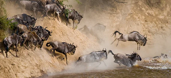 Wildebeests are crossing Mara river. Great Migration.