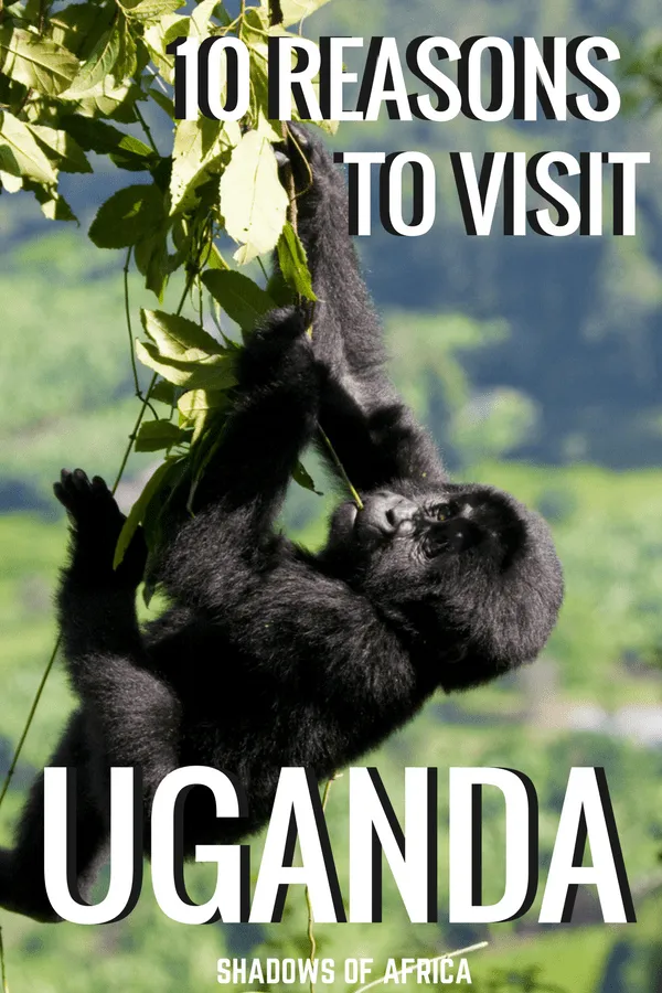 10 reasons you need to visit Uganda! From Kampala to the Nile to Gorilla Trekking, here's why Uganda needs to be in your Africa adventure. #Uganda #gorillatrekking #Africa #kampala #travel