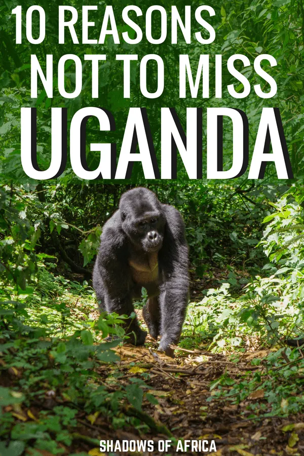 Uganda has so many incredible adventures to offer! From gorilla trekking and chimpanzee trekking to the Nile river and safaris. Here's why you need to include Uganda in your Africa itinerary! #uganda #gorilla #africa #travel #adventuretravel #trekking