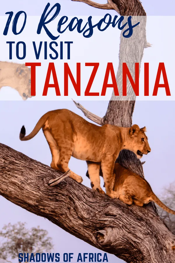 There are so many incredible things to do in Tanzania! From a Serengeti safari to climbing Mt. Kilimanjaro. Here's why you should visit Tanzania! #travel #Tanzania #Africa #safari