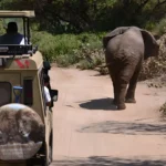 11 Years & 1 Mission: Creating Unforgettable African Safaris