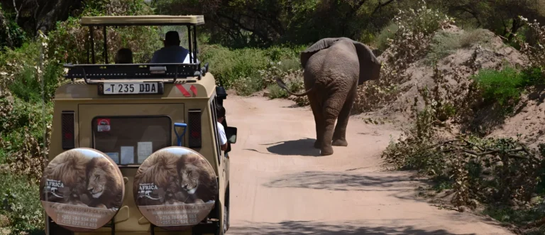 11 Years & 1 Mission: Creating Unforgettable African Safaris