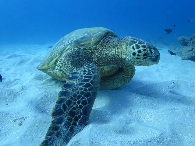 sea turtle