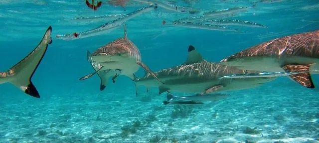 Black tip reef shark