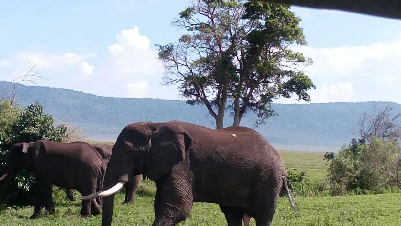 Elephant near a waterhole in Ngorongoro Crater