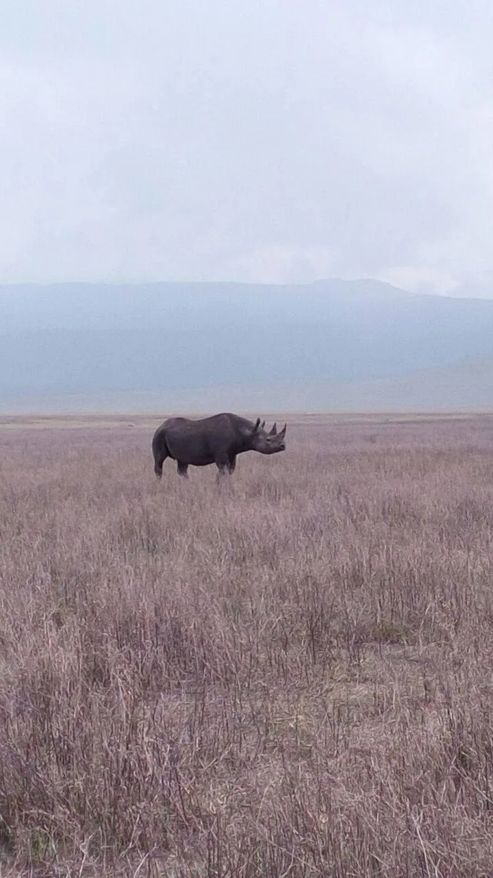 Big Five wildlife spotted during our Calving Season Safari