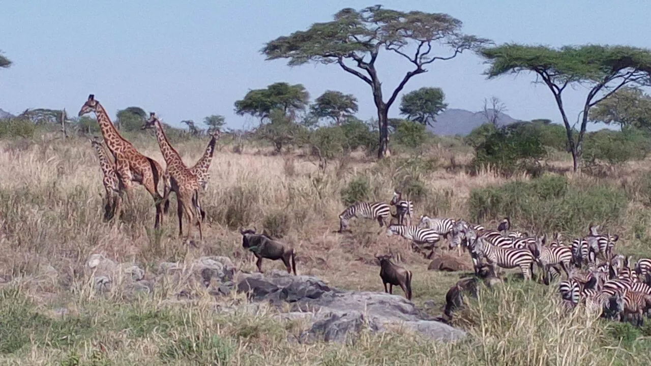 Wildlife scenes during calving season Safari