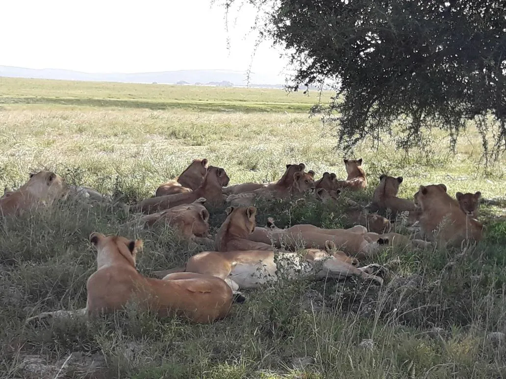 Scenic view of the Serengeti plains during a Northern Tanzania safari