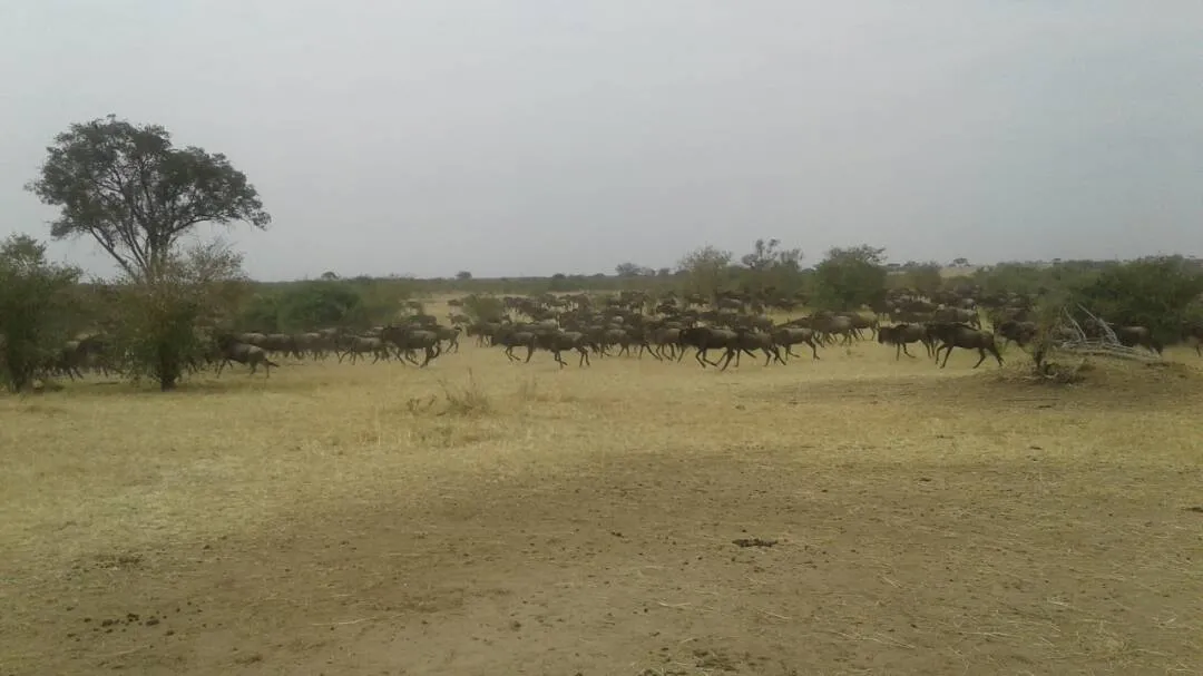 great wildebeest migration