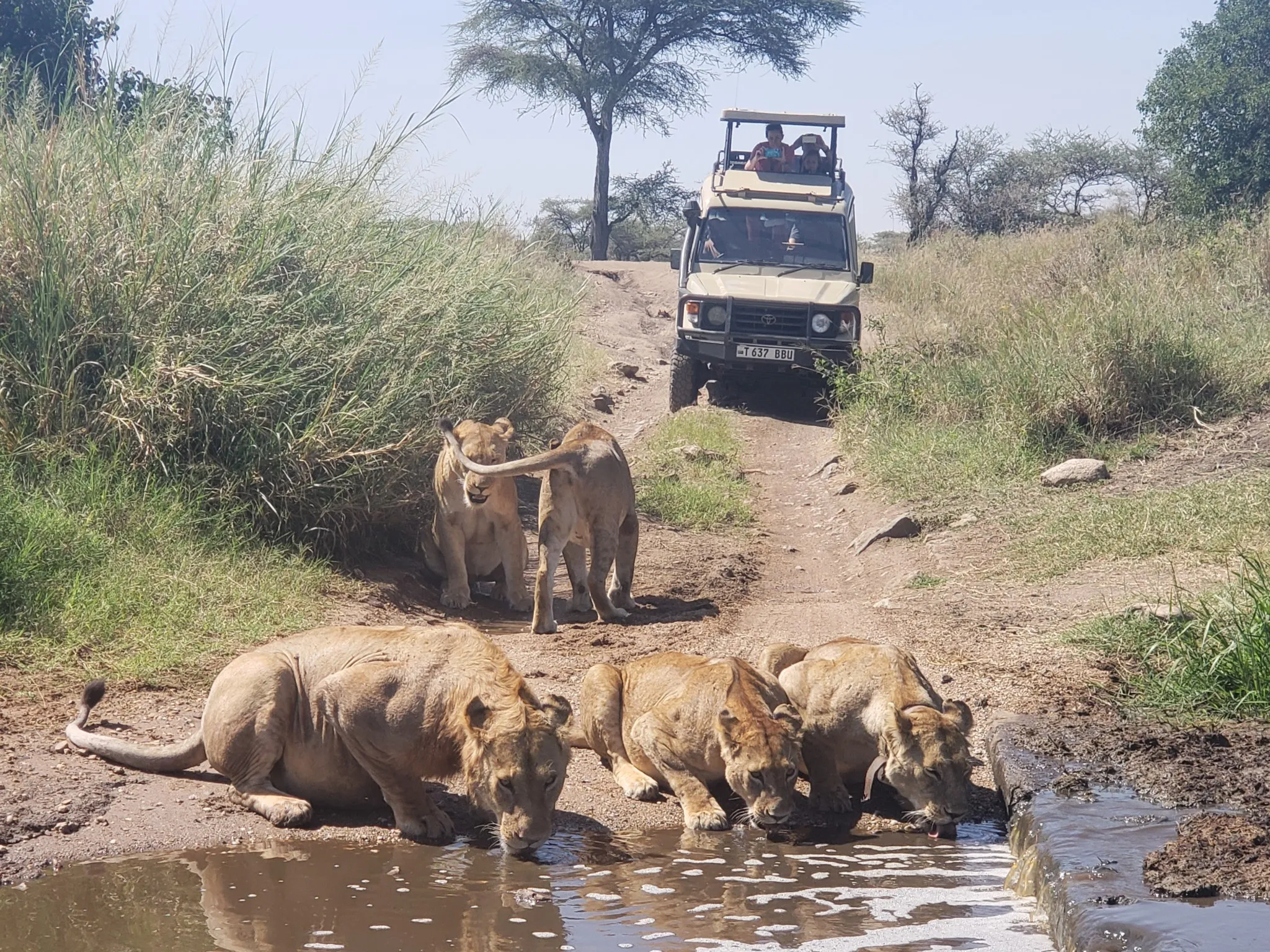 lions after a kill in Serengeti