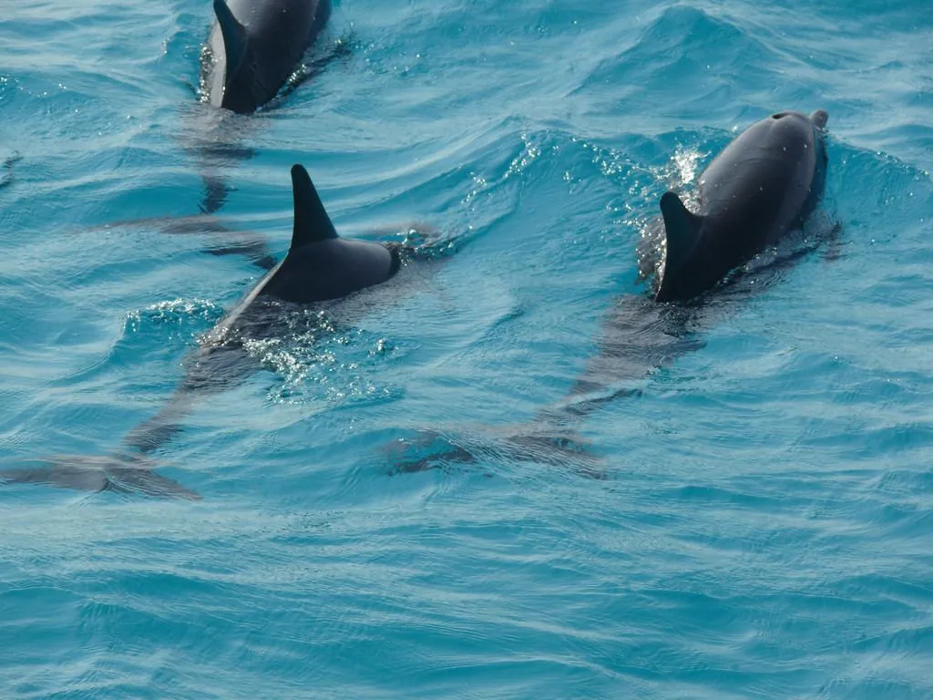 dolphins maldives