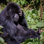 Gorillas, Golden Monkeys and the Big Five