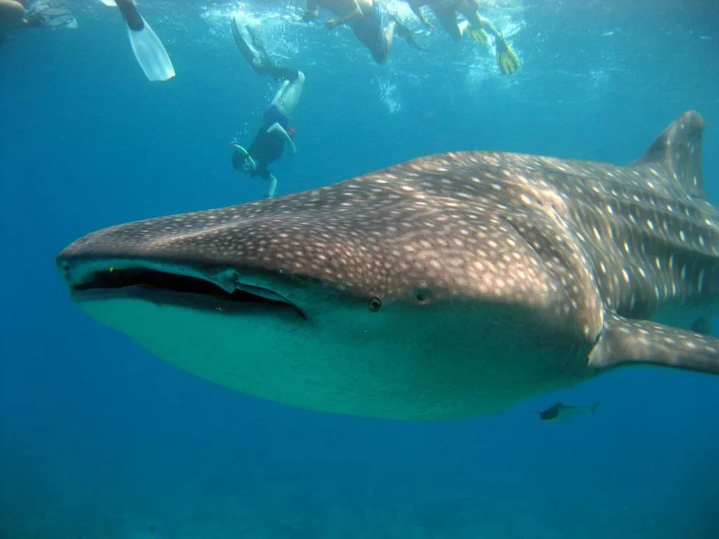whale shark maldives