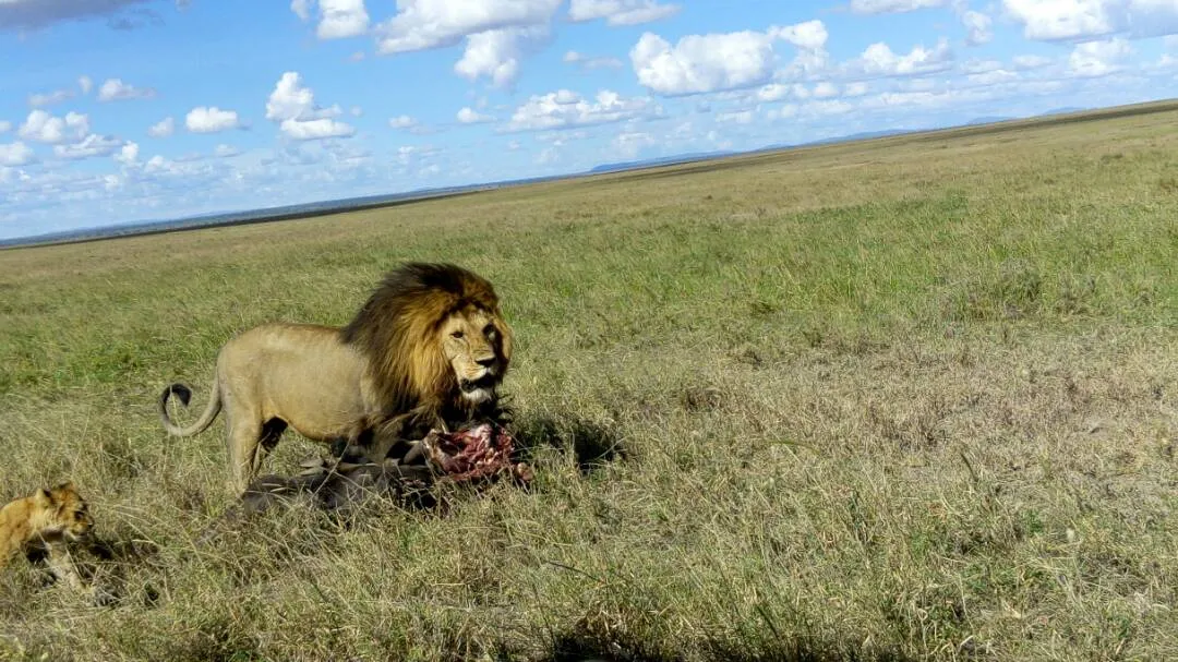 tanzania national parks lions