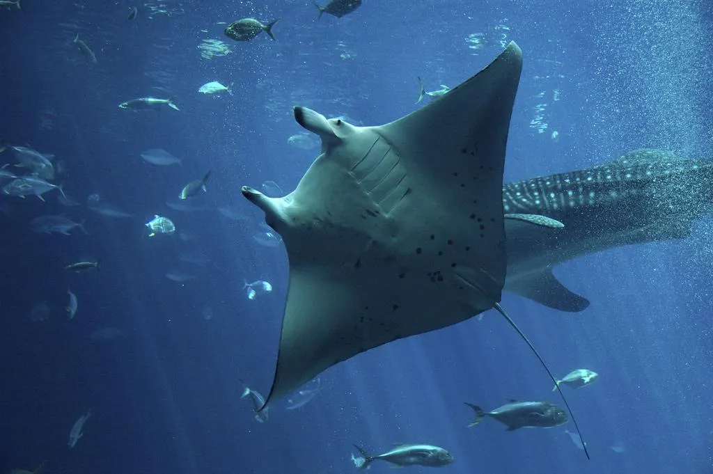 manta ray