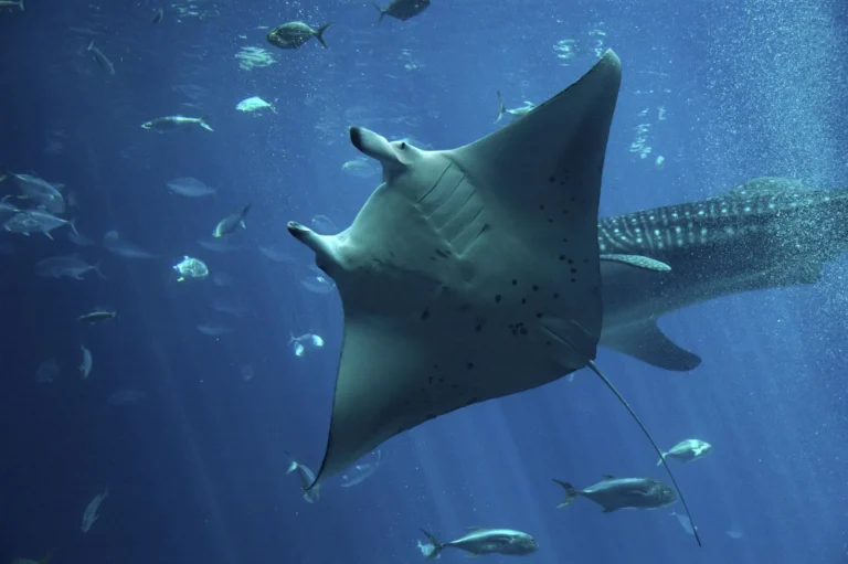 Chasing the Maldives Big Five