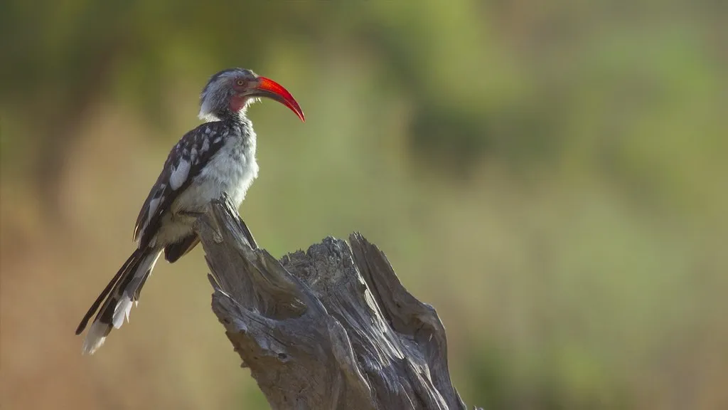 Red-billed hornbill perched on a dry tree branch in the African savannah, famously resembling Zazu from The Lion King.