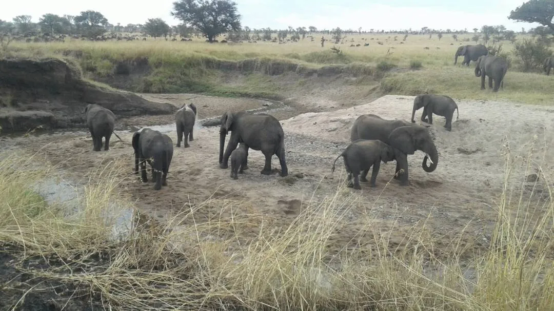 Elephants in Tanzania