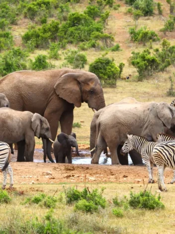 Addo Elephant National Park