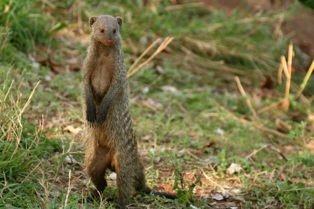 Banded mongoose - Shadows of africa