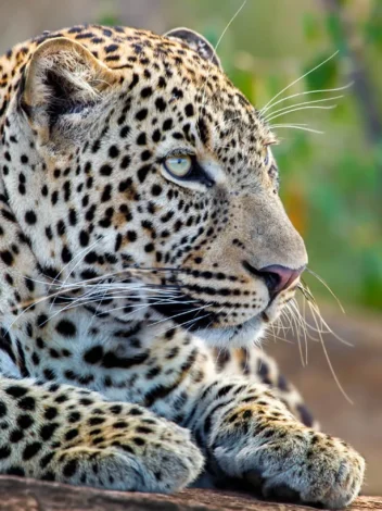 Big Five Safari - 6 days