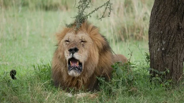 Big cat Serengeti – huge scarred male lion