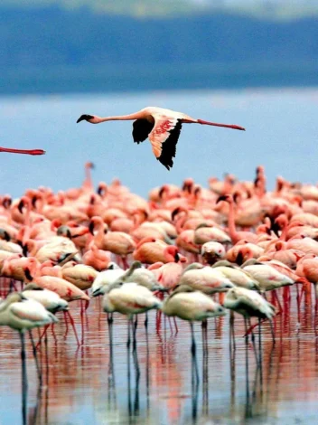Bird Watching  in Lake Manyara National Park