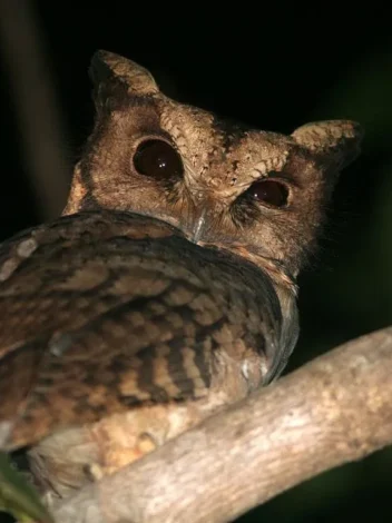 Bird watching in Eastern Arc Mountains