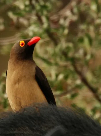 Bird watching in Mikumi National Park
