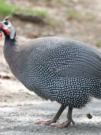 Bird watching in Mkomazi National Park