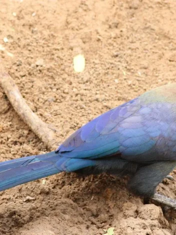 Bird watching in Ruaha National Park