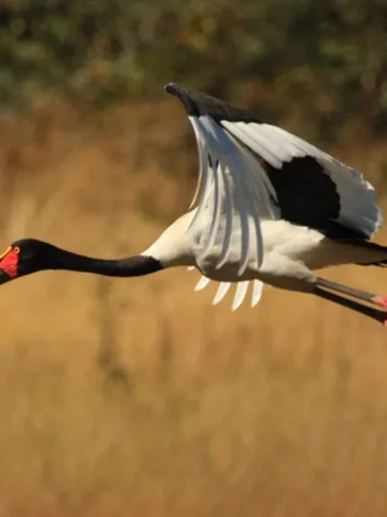 Bird watching in Rumbodo Island