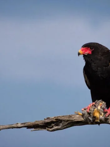 Bird watching in Selous Game Reserve