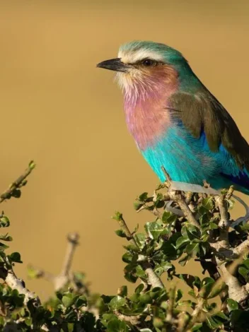 Bird watching in Serengeti National Park