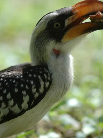 Bird watching in Tarangire National Park