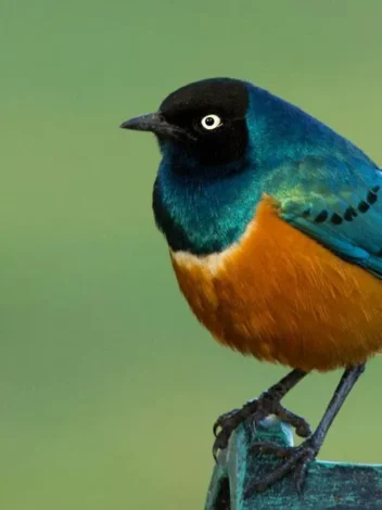 Bird watching in The Ngorongoro Conservation Area