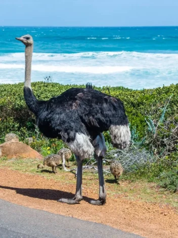 Cape Peninsula