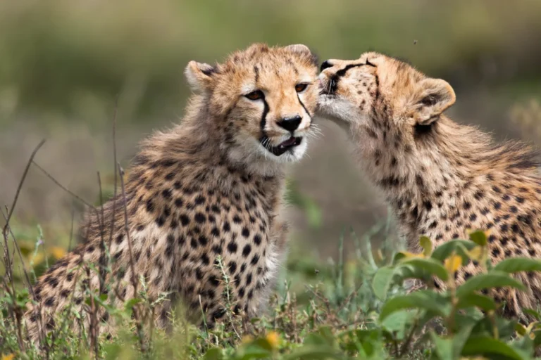 The Ultimate Guide to Planning a Safari in Tanzania