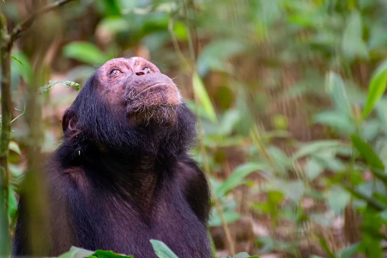 Rwanda Rwanda