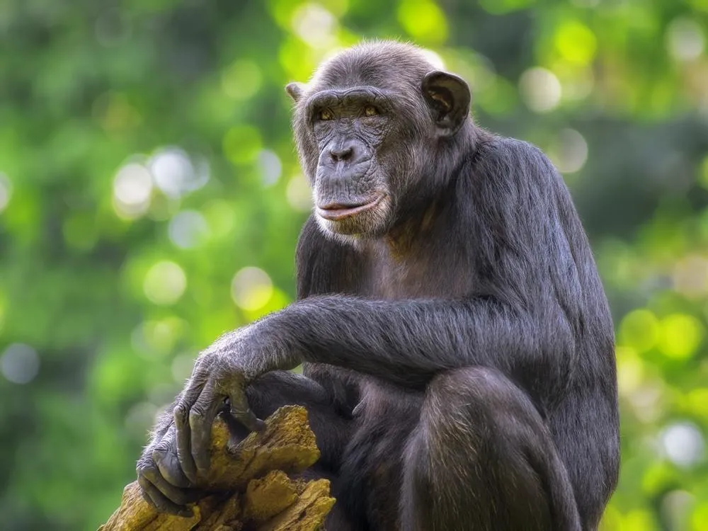 Gorilla and chimpanzee trekking