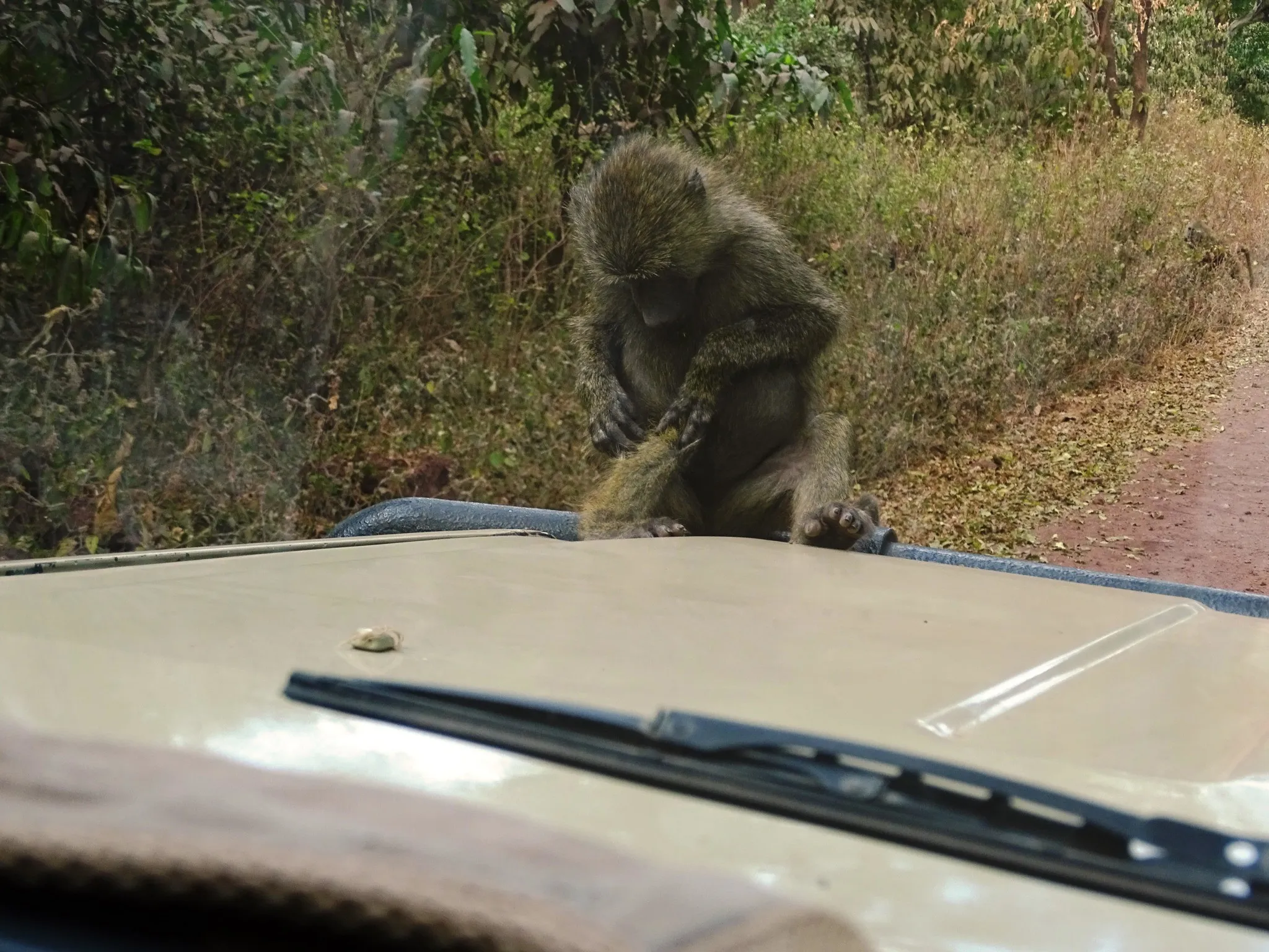 Monkey Ngorongoro Gate 