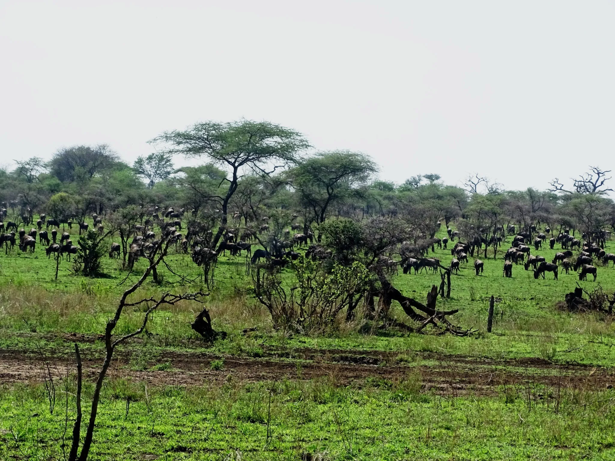 Early Wildebeest Migration October Central Serengeti 