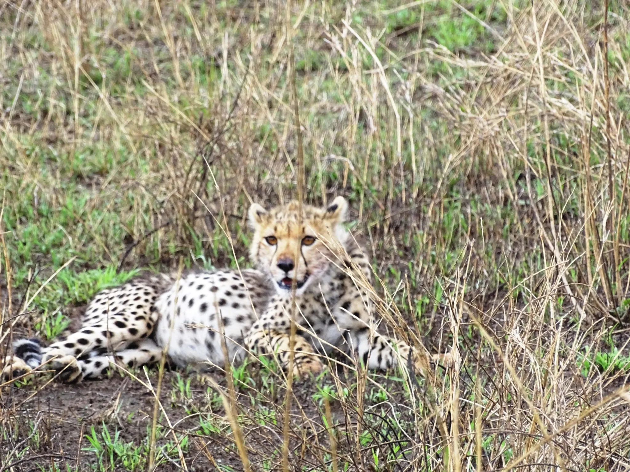 Cheeta resting during safari North Tanzania
