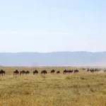 October Safari Sightings in North Tanzania