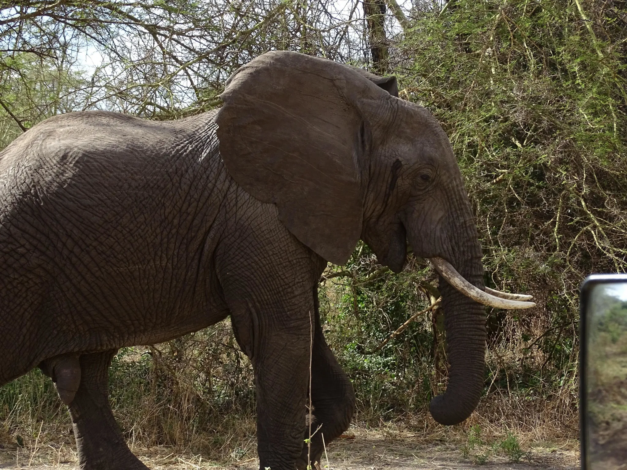 Father and son watching elephants on safari in Tanzania