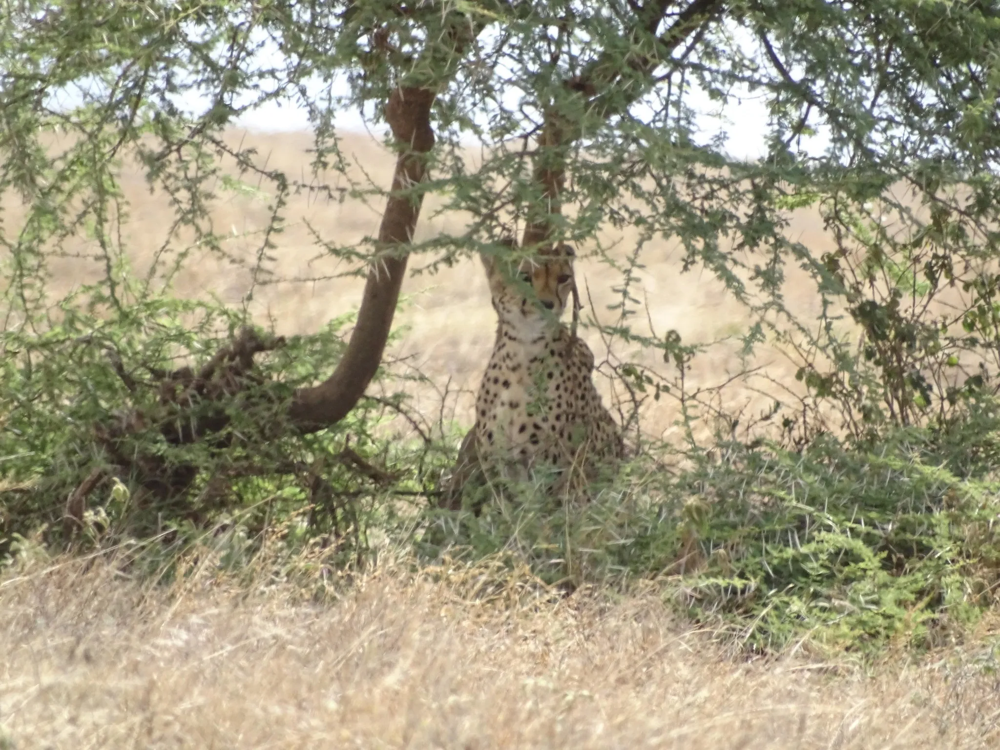 Spotting wildlife together on Father and Son Safari Tanzania