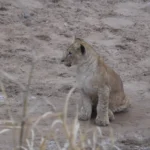 Lion Cubs and Wildbeest River Crossings